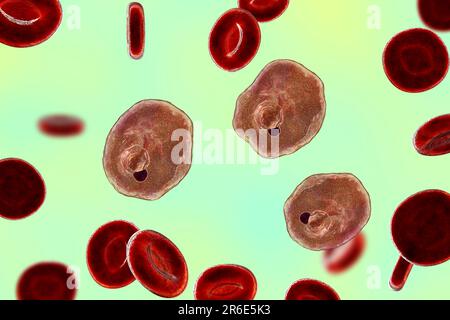 Protozoaire Plasmodium ovale à l'intérieur des globules rouges, illustration informatique. P. ovale est l'agent causal du paludisme Tertien Bénin, également connu sous le nom de mal ovale Banque D'Images