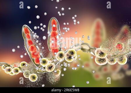 Destruction du champignon trichophyton mentagrophytes du pied de l'athlète par des nanoparticules, illustration informatique. Image conceptuelle pour les hommes de traitement du pied de l'athlète Banque D'Images