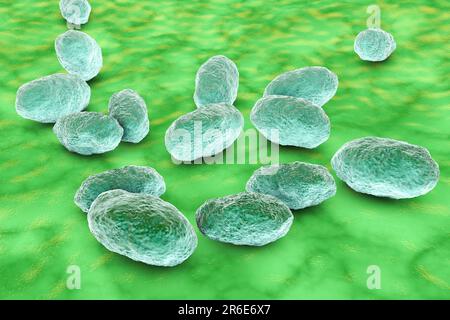Illustration informatique d'Haemophilus influenzae, coccobacillus procaryote (présentant souvent des formes coccoïdes et bacilles); cause la méningite chez les enfants Banque D'Images