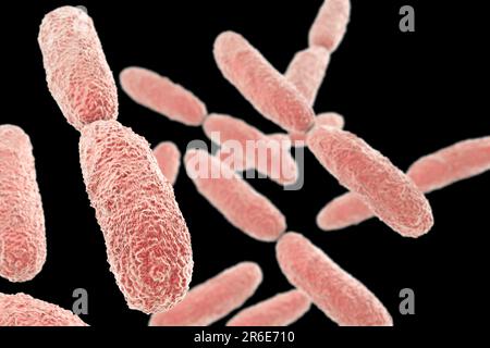 Bactérie Klebsiella pneumoniae, illustration informatique. K. pneumoniae sont des procaryotes à tige, entériques, non motiles et Gram-négatifs. Cette espèce Banque D'Images