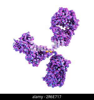 Illustration montrant la structure d'une molécule d'anticorps ou d'immunoglobuline. Ces molécules en y ont deux bras qui peuvent se lier à un antig spécifique Banque D'Images