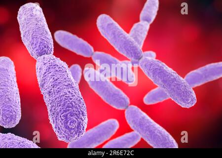 Bactérie Klebsiella pneumoniae, illustration informatique. K. pneumoniae sont des procaryotes à tige, entériques, non motiles et Gram-négatifs. Cette espèce Banque D'Images