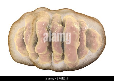 Une seule mitochondrie, illustration informatique. Ces organelles agissent comme des centrales cellulaires car elles produisent de l'adénosine triphosphate (ATP), une source de ch Banque D'Images