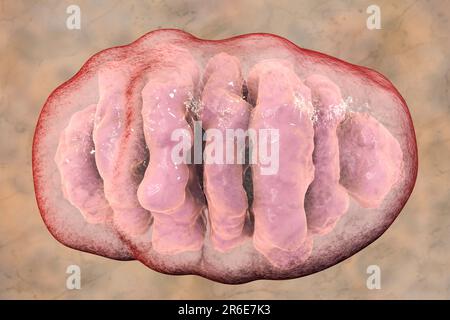 Une seule mitochondrie, illustration informatique. Ces organelles agissent comme des centrales cellulaires car elles produisent de l'adénosine triphosphate (ATP), une source de ch Banque D'Images