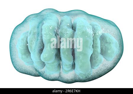 Une seule mitochondrie, illustration informatique. Ces organelles agissent comme des centrales cellulaires car elles produisent de l'adénosine triphosphate (ATP), une source de ch Banque D'Images