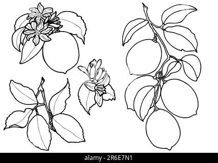 Tracé de contour des citrons. Illustrations graphiques en noir et blanc de citrons sur une branche avec des feuilles et des fleurs. Format d'illustration botanique dessiné à la main JPEG. Banque D'Images