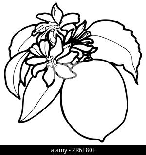 Dessin de contour de citron avec des feuilles et des fleurs. Illustration botanique dessinée à la main au format JPEG. Banque D'Images