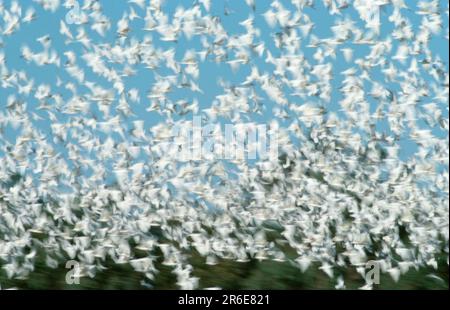 (Cacatua sanguinea) Banque D'Images