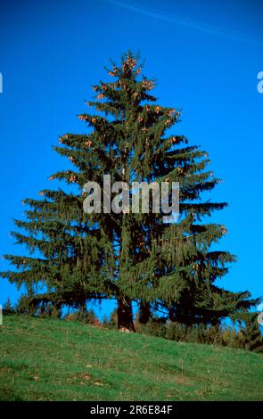 L'épinette de Norvège (Picea abies) Banque D'Images