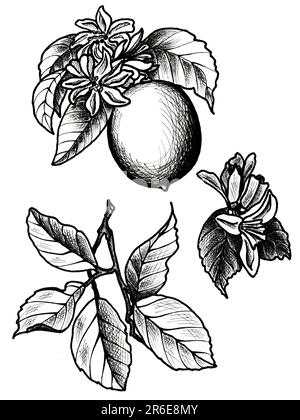 Ensemble de citron avec feuilles et fleurs. Illustration botanique dessinée à la main au format JPEG. Banque D'Images