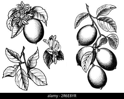 Ensemble de dessins graphiques de citron avec des feuilles et des fleurs. Illustration botanique JPEG dessinée à la main pour les autocollants, les imprimés sur les vêtements, la broderie. Banque D'Images