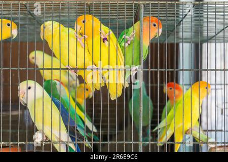 Petits perroquets colorés dans une cage Banque D'Images
