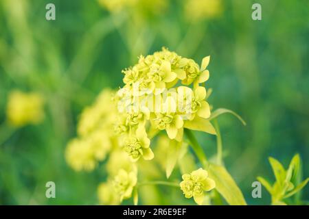 Les fleurs jaunes ne sont pas un pré d'été. Arrière-plan naturel des plantes. Banque D'Images