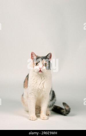 British Shorthair Cat, bleu/cravate sur blanc, BKH Banque D'Images