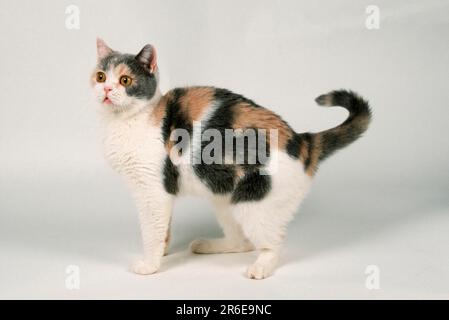 British Shorthair Cat, bleu/Tortie sur blanc, BKH, sur les côtés Banque D'Images