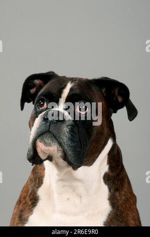 Boxer allemand, tabby or Banque D'Images