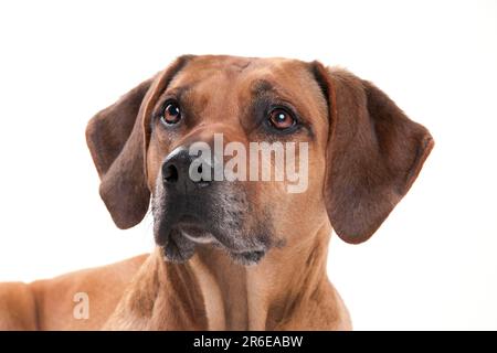 Rhodésie Ridgeback également connu sous le nom de chien de lion africain Banque D'Images