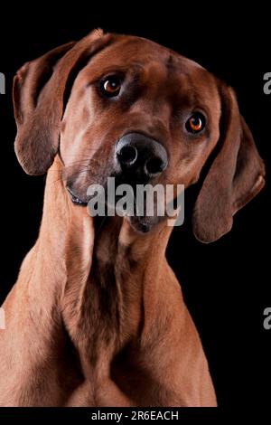 Rhodésie Ridgeback également connu sous le nom de chien de lion africain Banque D'Images