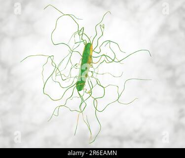 Bactérie Clostridium difficile avec flagelle péritonéale, illustration informatique. C. difficile est Gram positif, anaérobie, forme de spores, en forme de tige Banque D'Images