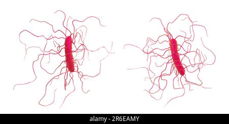 Bactérie Clostridium difficile avec flagelle péritonéale, illustration informatique. C. difficile est Gram positif, anaérobie, forme de spores, en forme de tige Banque D'Images