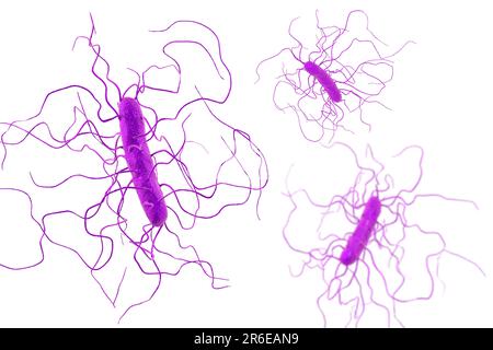 Bactérie Clostridium difficile avec flagelle péritonéale, illustration informatique. C. difficile est Gram positif, anaérobie, forme de spores, en forme de tige Banque D'Images