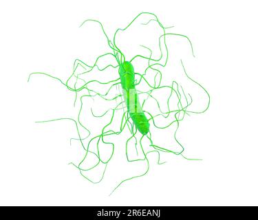 Bactérie Clostridium difficile avec flagelle péritonéale, illustration informatique. C. difficile est Gram positif, anaérobie, forme de spores, en forme de tige Banque D'Images