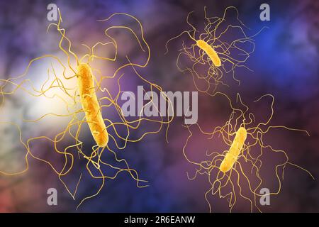 Bactérie Clostridium difficile avec flagelle péritonéale, illustration informatique. C. difficile est Gram positif, anaérobie, forme de spores, en forme de tige Banque D'Images