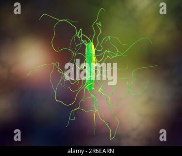 Bactérie Clostridium difficile avec flagelle péritonéale, illustration informatique. C. difficile est Gram positif, anaérobie, forme de spores, en forme de tige Banque D'Images