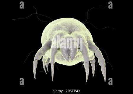 Acarien de poussière (Dermatophagoides pteronyssinus), illustration informatique. Cet acarien est à huit pattes. Son corps arrondi, non segmenté a quelques sensitives Banque D'Images