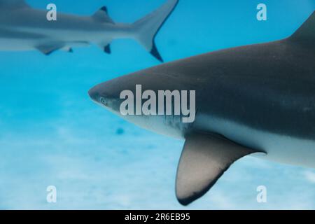 Requins à bout noir nageant sur un banc de sable dans l'océan Pacifique Banque D'Images