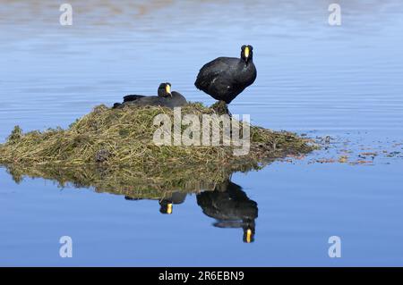 Cuisiniers géants (Fulica gigantea) au nid, parc national de Lauca, cuist géant, Chili Banque D'Images