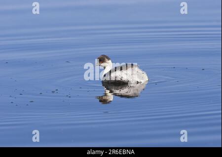 Grèbe argenté (Podiceps occipitalis), Parc national de Lauca, Chili Banque D'Images