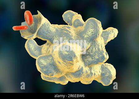 L'amibe parasite (Entamoeba histolytica) provoque une dysenterie amibienne et des ulcères (stade trophozoïte végétatif), illustration informatique. La dysenterie amibienne est Banque D'Images