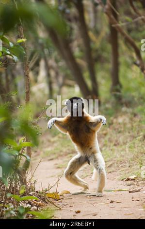 Sifaka couronné, mâle (Propithecus verreauxi coronatus), Madagascar Banque D'Images