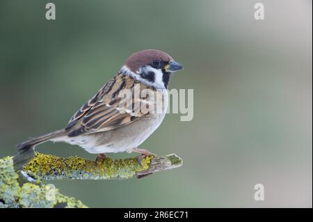 Bruant d'arbre (Passer montanus), homme, latéral Banque D'Images