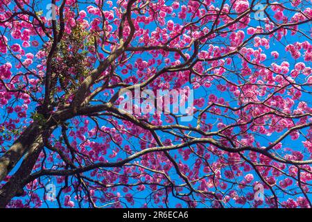 Ipê Rosa (Handroanthus heptaphyllus) gros plan de la belle trompette rose ...