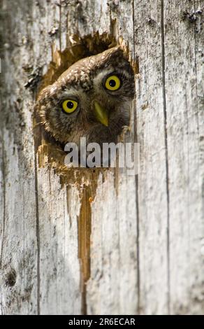 Hibou pygmée (Glaucidium passerinum), en regardant hors du trou de nid Banque D'Images