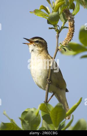 Phragmite des joncs (Acrocephalus schoenobaenus) Banque D'Images