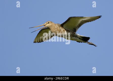 Barge à queue noire (Limosa limosa) Banque D'Images