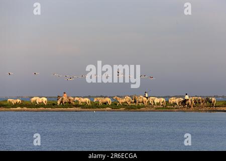 Gardiens avec chevaux de Camargue, Grand Flamingo volant, les-Saintes-Maries-de-la-Mer, Camargue, Sud de la France Banque D'Images