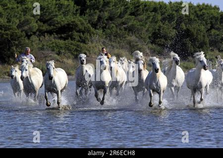 Garde les chevaux de Camargue, les-Saintes-Maries-de-la-Mer, Camargue, Sud de la France Banque D'Images