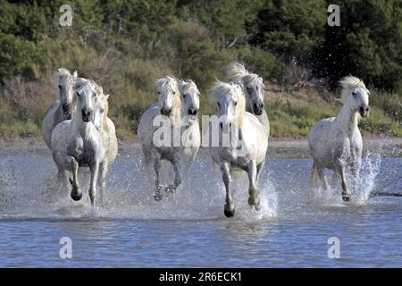 Les chevaux de Camargue courent à travers l'eau, Camargue, Provence, Sud de la France, Camargue cheval, cheval blanc Banque D'Images