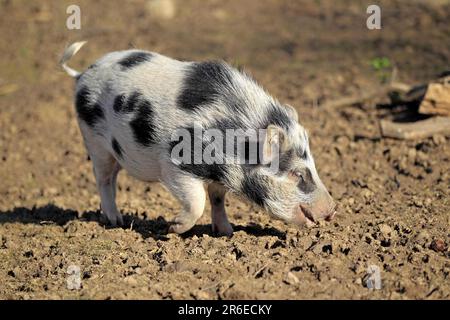 Mini-cochon, cochon, cochon, cochons, cochon nain Banque D'Images