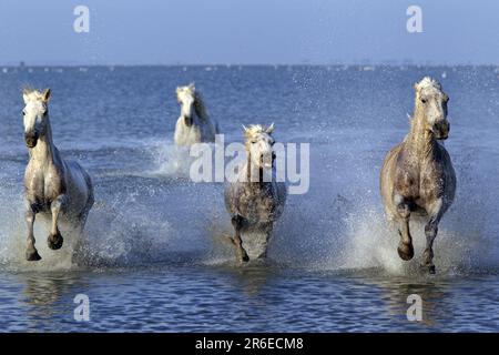 Les chevaux de Camargue courent à travers l'eau, Camargue, Provence, Sud de la France, Camargue cheval, cheval blanc Banque D'Images