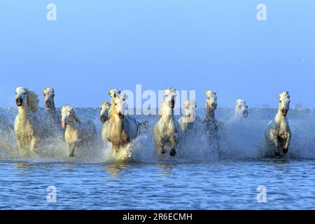 Les chevaux de Camargue courent à travers l'eau, Camargue, Provence, Sud de la France, Camargue cheval, cheval blanc Banque D'Images