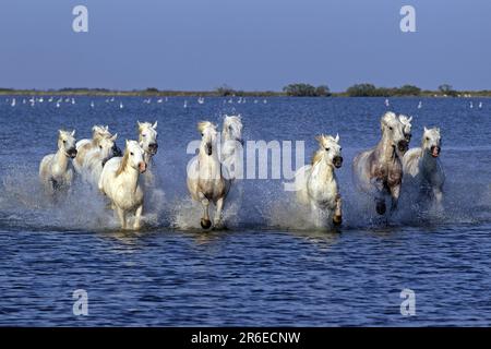 Les chevaux de Camargue courent à travers l'eau, Camargue, Provence, Sud de la France, Camargue cheval, cheval blanc Banque D'Images