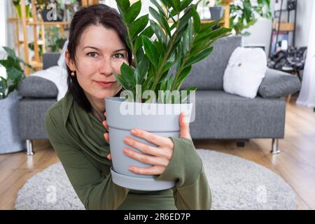 Zamioculcas sans prétention et populaire entre les mains d'une femme à l'intérieur d'une maison verte avec des collections de rayonnages de plantes domestiques. Récolte initiale Banque D'Images