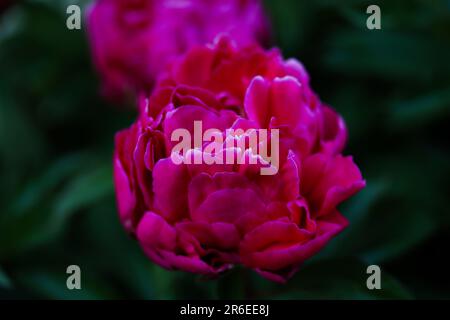 Fleur de pivoine rouge, gros plan avec mise au point sélective et arrière-plan flou clair. Touche basse belle fleur rose photo de pivoine, fond floral. Simple Banque D'Images