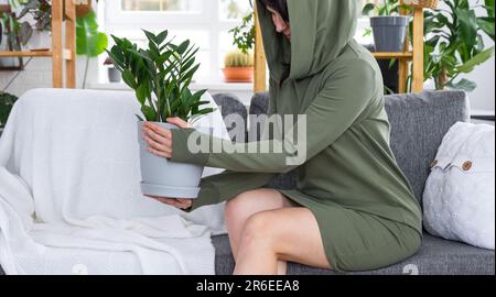 Zamioculcas sans prétention et populaire entre les mains d'une femme à l'intérieur d'une maison verte avec des collections de rayonnages de plantes domestiques. Récolte initiale Banque D'Images