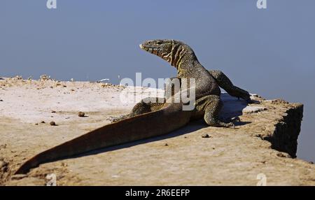 Surveillance du Nil (Varanus niloticus) dans le parc national de Luangwa Sud, Zambie, surveillance du nil en Zambie Banque D'Images